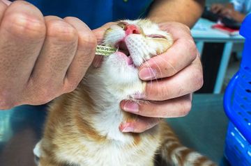 Hospital Veterinario Guil Galindo veterinario administrando medicamento a gato